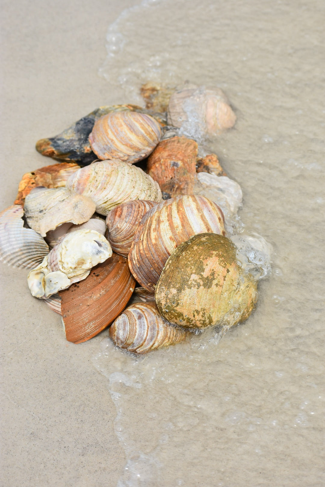 Quahog Shells