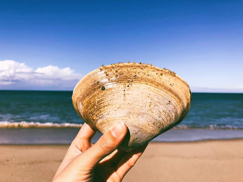 Quahog Shells